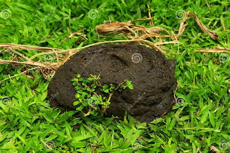 excrement in tagalog|excrement in Filipino .